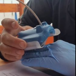 Hasta hace relativamente poco se creía que la presencia de las tortugas marinas en Argentina era ocasional