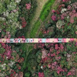 Vista aérea tomada con un dron de turistas visitando un área escénica de azaleas, en la provincia de Guizhou, en el suroeste de China. Las azaleas en Bijie están actualmente en plena floración, atrayendo a una multitud de visitantes. | Foto:Xinhua/Yang Wenbin