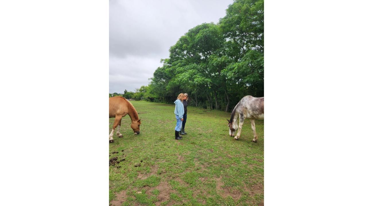 FUNDACIÓN AL REPARO TERAPIAS ECUESTRES: cómo las terapias con caballos mejoran el bienestar y la conexión humana