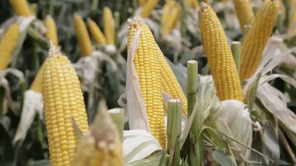 Maíz: proyección de 64 millones de toneladas y 40 millones en exportaciones