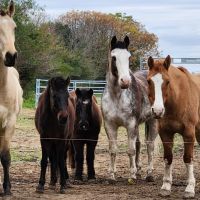 FUNDACIÓN AL REPARO TERAPIAS ECUESTRES: cómo las terapias con caballos mejoran el bienestar y la conexión humana