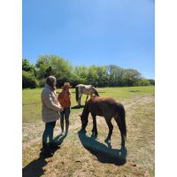 FUNDACIÓN AL REPARO TERAPIAS ECUESTRES: cómo las terapias con caballos mejoran el bienestar y la conexión humana