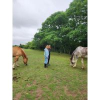 FUNDACIÓN AL REPARO TERAPIAS ECUESTRES: cómo las terapias con caballos mejoran el bienestar y la conexión humana