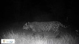 06-04-2026 Yaguareté Elecha