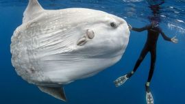 Asombro total frente a Mar del Plata: un pez gigante nadó junto a una lancha