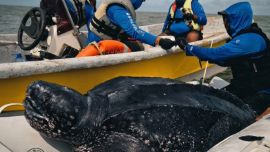 Se les colocaron transmisores satelitales a machos de tortuga laúd