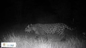 06-04-2026 Yaguareté Elecha