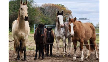 FUNDACIÓN AL REPARO TERAPIAS ECUESTRES: cómo las terapias con caballos mejoran el bienestar y la conexión humana