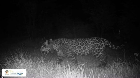 Misiones: monitoreo de Ecología confirmó la muerte de la yaguareté 