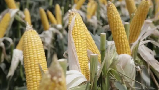 “La verdad que los indicios que hay sobre la campaña de maíz son muy buenos”