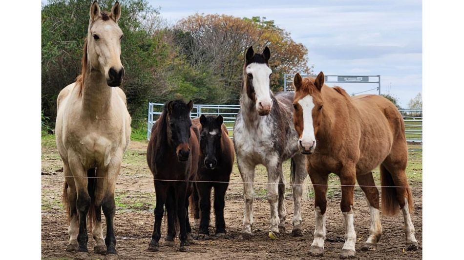 FUNDACIÓN AL REPARO TERAPIAS ECUESTRES: cómo las terapias con caballos mejoran el bienestar y la conexión humana