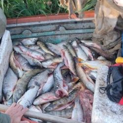 La reiteración de estos episodios en distintos puntos del país confirma que la pesca furtiva sigue siendo una problemática vigente, incluso en períodos de alta visibilidad como Semana Santa.