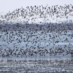 Imagen de aves migratorias en un hábitat para aves migratorias en el estuario del río Yalu, en Dandong, en la provincia de Liaoning, en el noreste de China. | Foto:Xinhua/Li Gang