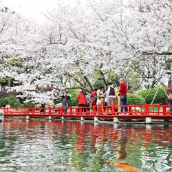 Imagen de turistas disfrutando del paisaje de las flores de cerezo en un parque, en Jiaxing, en la provincia de Zhejiang, en el este de China. | Foto:Xinhua/Jin Peng