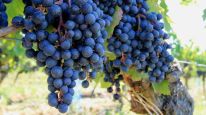 Uvas Malbec
