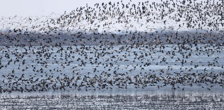 Imagen de aves migratorias en un hábitat para aves migratorias en el estuario del río Yalu, en Dandong, en la provincia de Liaoning, en el noreste de China.