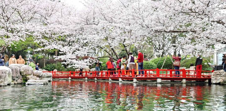 Imagen de turistas disfrutando del paisaje de las flores de cerezo en un parque, en Jiaxing, en la provincia de Zhejiang, en el este de China.