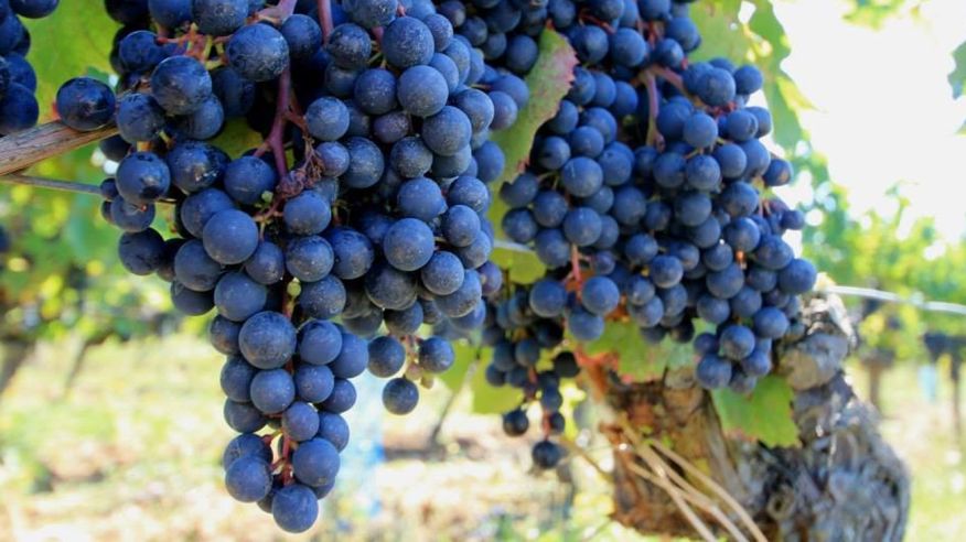 Uvas Malbec