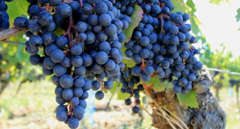 Uvas Malbec