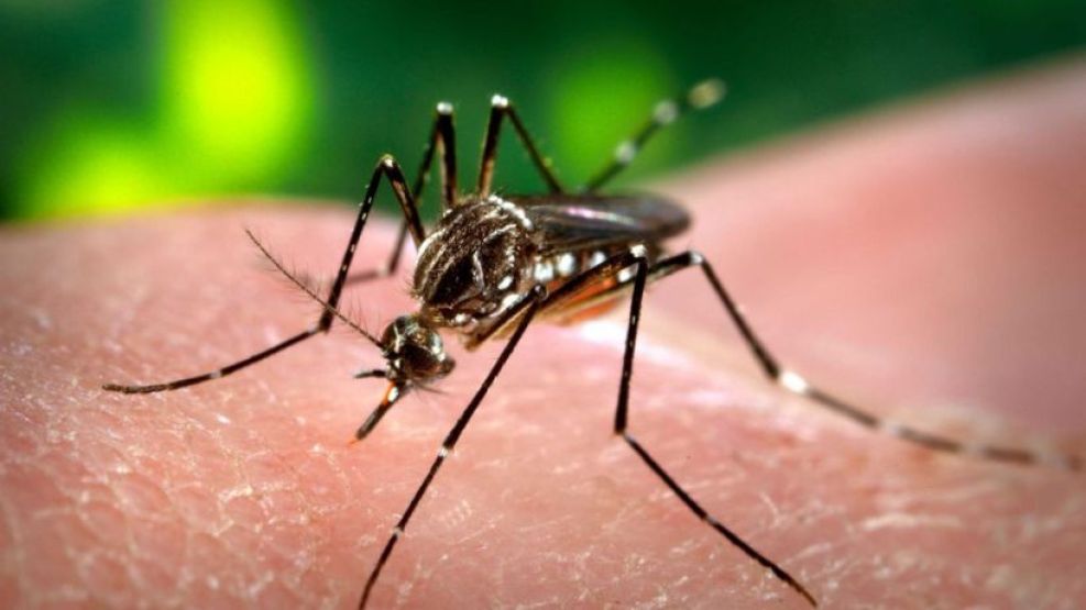 Tres nuevos casos autóctonos de chikungunya en Córdoba