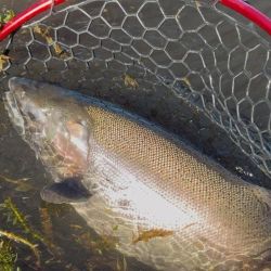 La pelea con el pez fue tan intensa como breve, con corridas explosivas y la dificultad adicional de las algas presentes en el entorno.