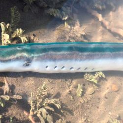 Este tipo de peces es considerado por la ciencia como un verdadero “fósil viviente”, ya que existe desde hace millones de años y conserva características primitivas: carece de mandíbula, posee un esqueleto cartilaginoso y presenta una boca circular con dientes, adaptada para adherirse a otros peces