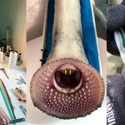 Este tipo de peces es considerado por la ciencia como un verdadero “fósil viviente”, ya que existe desde hace millones de años y conserva características primitivas: carece de mandíbula, posee un esqueleto cartilaginoso y presenta una boca circular con dientes, adaptada para adherirse a otros peces