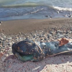 Este tipo de peces es considerado por la ciencia como un verdadero “fósil viviente”, ya que existe desde hace millones de años y conserva características primitivas: carece de mandíbula, posee un esqueleto cartilaginoso y presenta una boca circular con dientes, adaptada para adherirse a otros peces