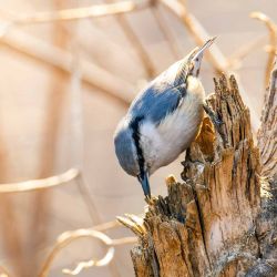 Imagen de un trepador azul visto en Vladivostok, Rusia. | Foto:Xinhua/Andrey Matveenko