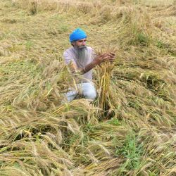 Un agricultor inspecciona los cultivos de trigo dañados tras las fuertes lluvias en las afueras de Amritsar, India. | Foto:Narinder Nanu / AFP