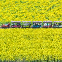 Vista aérea tomada con un dron de personas viajando en tren para hacer turismo en un campo de flores durante el feriado del Festival Qingming, en el distrito de Xuyi, en la provincia de Jiangsu, en el este de China. | Foto:Xinhua/Xu Changyin