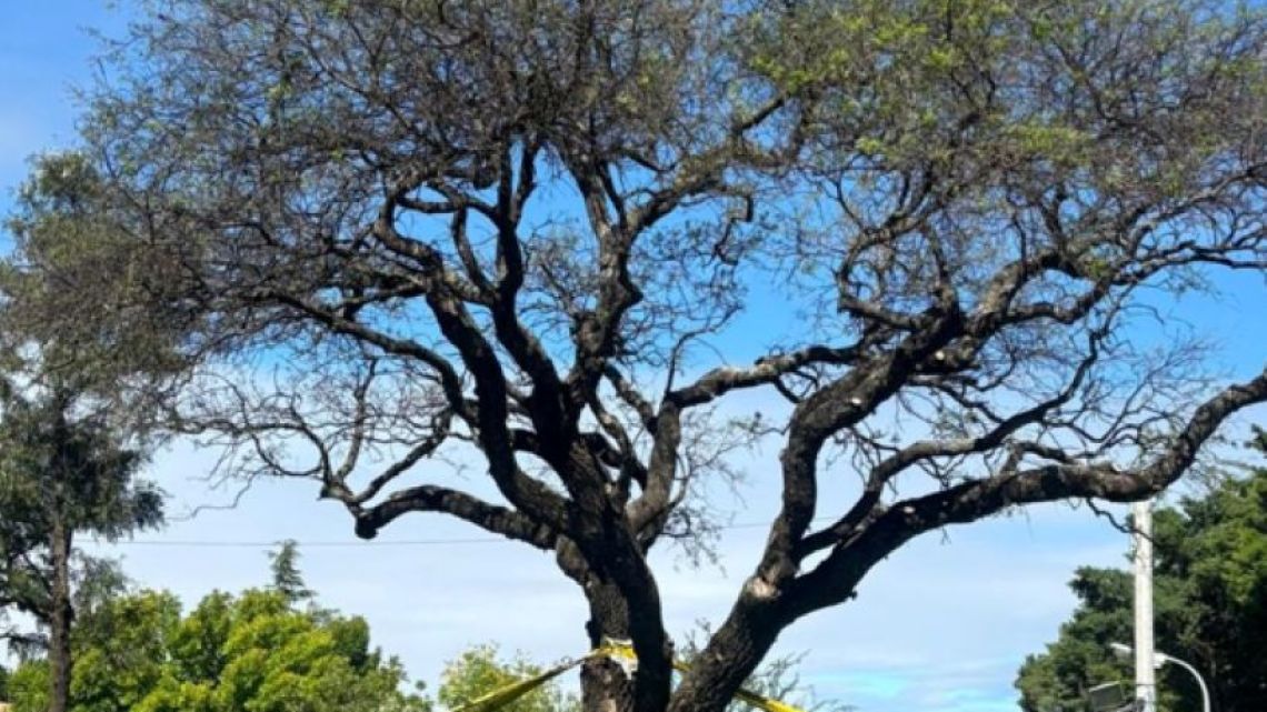 "El Quebracho blanco vive": el festejo del municipio de Villa Allende por el rebrote del árbol de la polémica