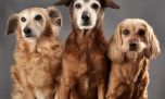 Revelan cuándo comienza la vejez de los perros según cada raza