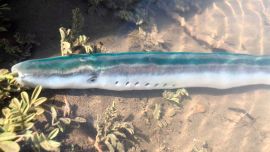 Este tipo de peces es considerado por la ciencia como un verdadero “fósil viviente”, ya que existe desde hace millones de años y conserva características primitivas: carece de mandíbula, posee un esqueleto cartilaginoso y presenta una boca circular con dientes, adaptada para adherirse a otros peces