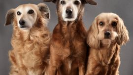 La longevidad y el ritmo de envejecimiento presentan diferencias marcadas entre razas,