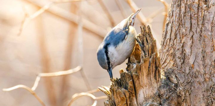 Imagen de un trepador azul visto en Vladivostok, Rusia.
