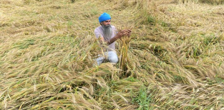 Un agricultor inspecciona los cultivos de trigo dañados tras las fuertes lluvias en las afueras de Amritsar, India.