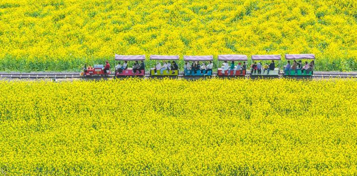 Vista aérea tomada con un dron de personas viajando en tren para hacer turismo en un campo de flores durante el feriado del Festival Qingming, en el distrito de Xuyi, en la provincia de Jiangsu, en el este de China.