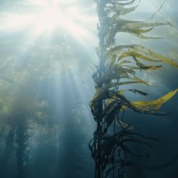 La campaña aborda esta brecha fundamental al otorgar identidades claras a estos ecosistemas. 