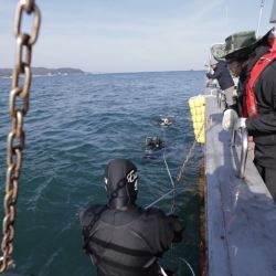 Muchos bosques marinos todavía no tienen nombres formales.