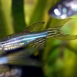 El trabajo, publicado en la revista Journal of Theoretical Biology, no solo aporta conocimiento sobre el pez cebra, sino que también invita a repensar los límites de la biología humana.