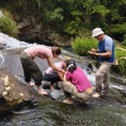 El trabajo analizó comunidades de plantas sumergidas de la familia Podostemáceas, un grupo que crece adherido a rocas en ríos y arroyos de aguas rápidas, típicos de regiones tropicales y subtropicales.