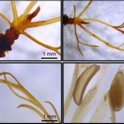 El trabajo analizó comunidades de plantas sumergidas de la familia Podostemáceas, un grupo que crece adherido a rocas en ríos y arroyos de aguas rápidas, típicos de regiones tropicales y subtropicales.