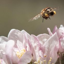 Una abeja vuela mientras recolecta polen de las flores de manzano en un jardín de Le Raincy, al este de París, Francia. | Foto:Guillaume Baptiste / AFP