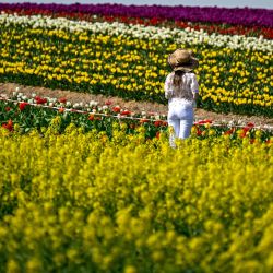 Una mujer posa en un campo de tulipanes cerca de Grevenbroich, en el oeste de Alemania. | Foto:INA FASSBENDER / AFP
