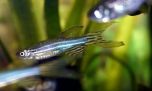 Descubren cómo el pez cebra regenera un órgano completo en solo 7 días