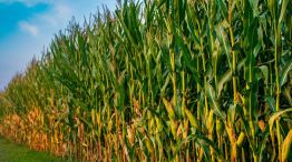 Producción de maíz