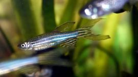 El trabajo, publicado en la revista Journal of Theoretical Biology, no solo aporta conocimiento sobre el pez cebra, sino que también invita a repensar los límites de la biología humana.