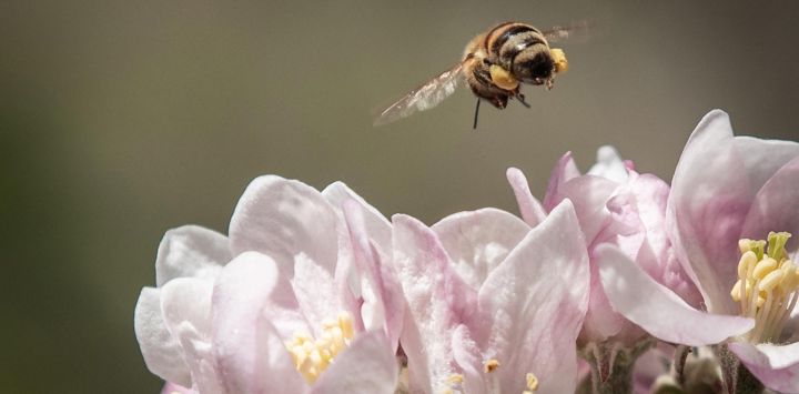Una abeja vuela mientras recolecta polen de las flores de manzano en un jardín de Le Raincy, al este de París, Francia.