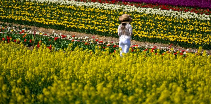 Una mujer posa en un campo de tulipanes cerca de Grevenbroich, en el oeste de Alemania.